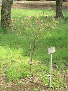 Prunus_japonica04.jpg