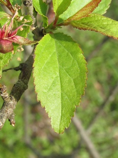 Prunus_japonica05.jpg