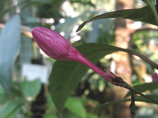 Pseuderanthemum_laxiflorum02.jpg