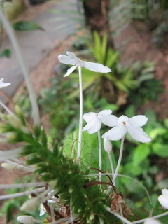 Pseuderanthemum_lilacinum02.jpg