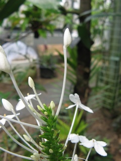 Pseuderanthemum_lilacinum03.jpg
