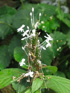 Pseuderanthemum_lilacinum04.jpg
