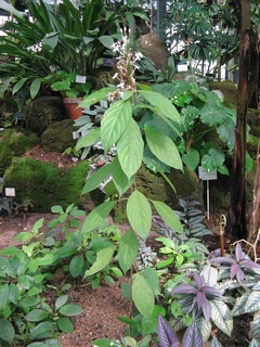 Pseuderanthemum_lilacinum05.jpg