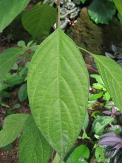 Pseuderanthemum_lilacinum06.jpg