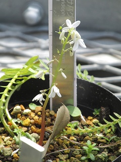 Pteridophyllum_racemosum02.jpg