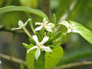 Randia_sinensis02.jpg