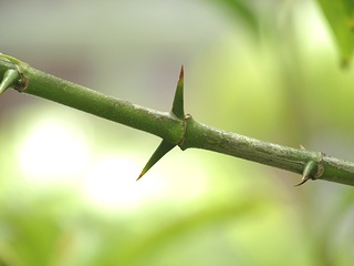 Randia_sinensis05.jpg
