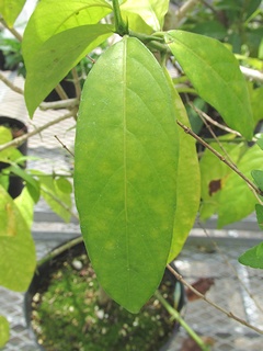 Randia_sinensis06.jpg