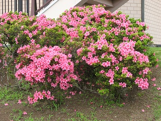 Rhododendron01.jpg