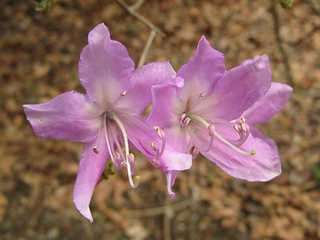 Rhododendron02.jpg