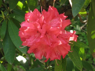 Rhododendron_arboreum01.jpg
