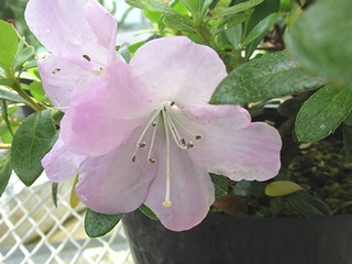Rhododendron_eriocarpum_eriocarpum05.jpg