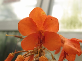 Rhododendron_fallacinum01.jpg