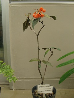 Rhododendron_fallacinum04.jpg