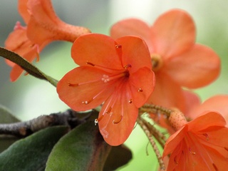 Rhododendron_fallacinum08.jpg