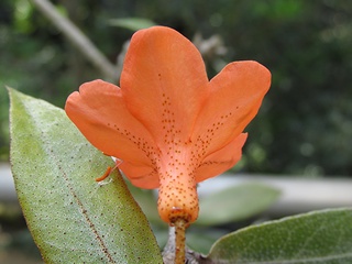 Rhododendron_fallacinum09.jpg