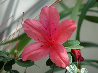 Rhododendron_simsii01.jpg