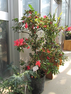 Rhododendron_simsii02.jpg