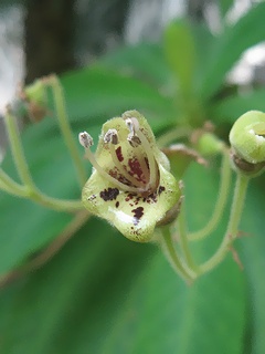 Rhytidophyllum_tomentosum01.jpg