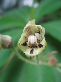 Rhytidophyllum_tomentosum02.jpg