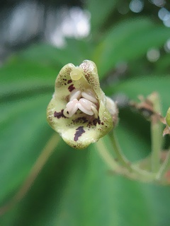 Rhytidophyllum_tomentosum03.jpg