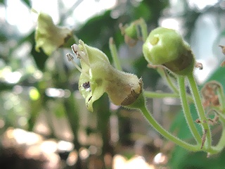 Rhytidophyllum_tomentosum04.jpg