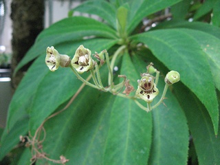Rhytidophyllum_tomentosum05.jpg