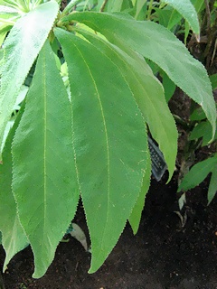 Rhytidophyllum_tomentosum07.jpg
