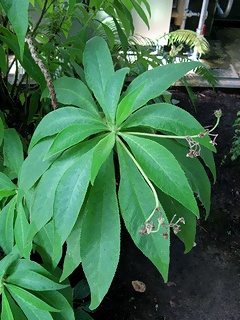 Rhytidophyllum_tomentosum08.jpg