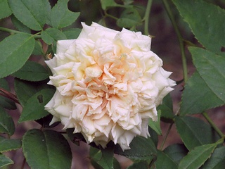 Rosa_Parks_Yellow_Tea_scented_ China01.jpg