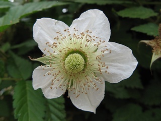 Rubus01.jpg