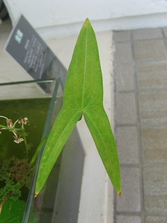 Sagittaria_trifolia06.jpg