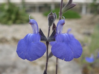Salvia_chamaedryoides02.jpg