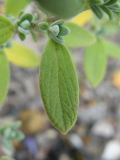 Salvia_chamaedryoides04.jpg
