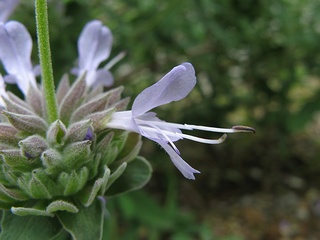 Salvia_clevelandii02.jpg