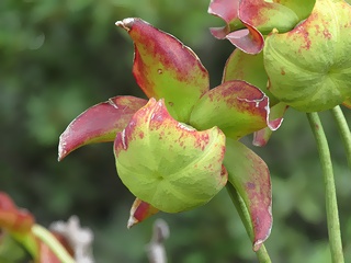 Sarracenia_leucophylla01.jpg