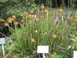 Sarracenia_leucophylla02.jpg