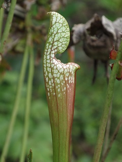 Sarracenia_leucophylla05.jpg