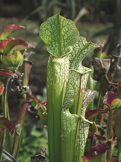 Sarracenia_leucophylla06.jpg