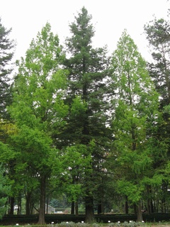 Sequoia01.jpg
