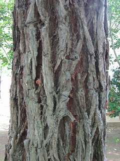 Sequoia03.jpg