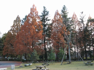 Sequoia05.jpg