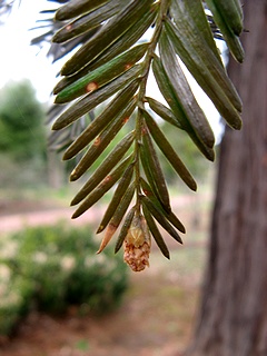 Sequoia08.jpg