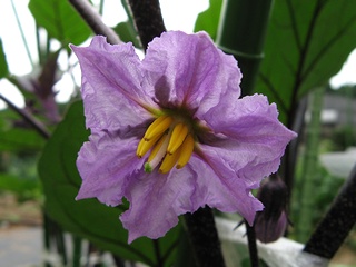 Solanum01.jpg