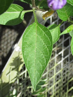 Solanum_megacarpum04.jpg