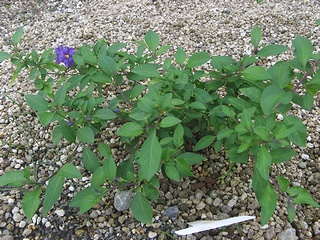 Solanum_rantonnetii03.jpg