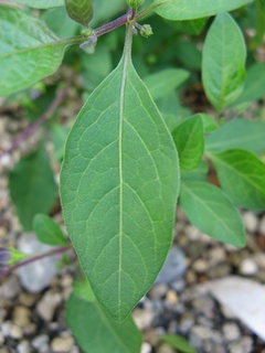 Solanum_rantonnetii04.jpg