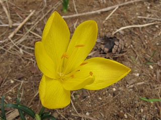 Sternbergia_lutea02.jpg