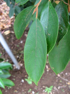 Styrax_suberifolium04.jpg
