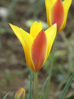Tulipa_clusiana_chrysantha01.jpg